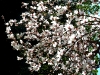 Mandelblüten im Gegenlicht