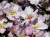 Rosa Mandelblüten