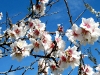 Blüten des Mandelbaums