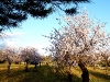 Mandelblüte in der Abendsonne