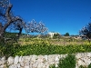 Frühling auf Mallorca