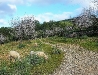 Mandelblütengarten mit Schafen