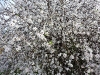 Mandelblütenbusch