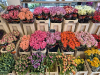 Tolle Blumenpracht !