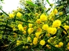 Blüten der Mimosen
