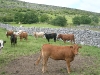 Viehzucht auf dem Land