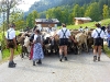 Viehscheid in Obermaiselstein