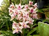 Im Orchideengarten