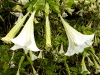 Weiße Trompetenblume