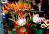Blume von Madeira : Strelizie