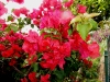 Bougainvillea - rot