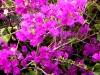 Bougainvillea - lila