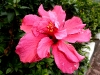 Hibiskusblüte 