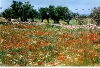 Mohn und Margeriten