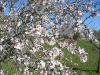 Mandelblüte