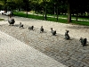 "Make way for Ducklings"