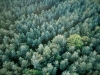 Neue Perspektive: Wald von oben