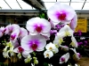 Orchideen in der Gärtnerei