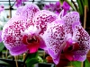 Orchideen in der Gärtnerei